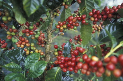 Close-up of berries growing on plant at field