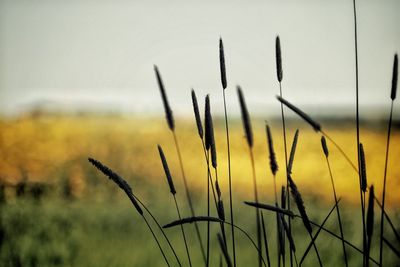 Close-up of grass growing in field against sky