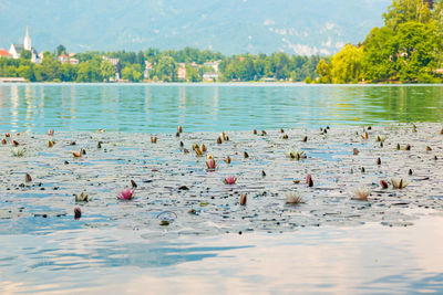 Water lilies in lake against sky