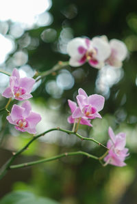 Close-up of pink flowering plant