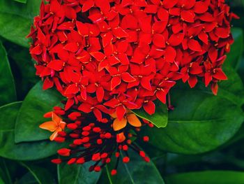 Close-up of red flowers