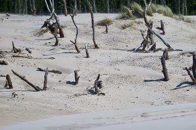 View of birds on sandy beach