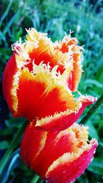 Close-up of orange rose flower