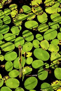 Leaves floating on water