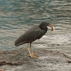 Bird perching on a beach