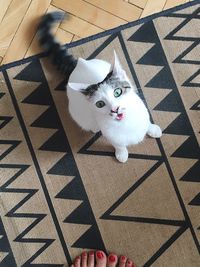 High angle view portrait of cat on floor at home