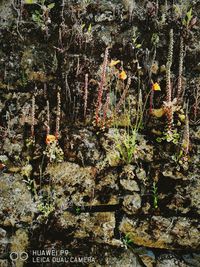 Plants growing on tree