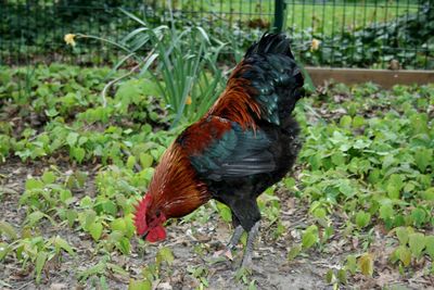 Close-up of rooster in farm