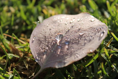 Close-up of water drops on mushroom in field