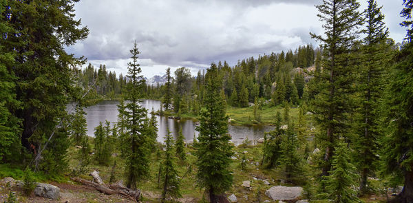 Panoramic view of pine trees by lake in forest against sky