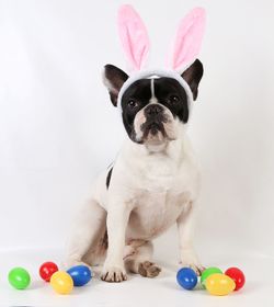 Portrait of dog with colorful easter eggs on white background