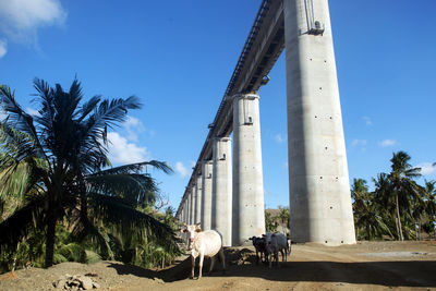 View of people walking by palm trees