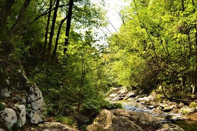 River amidst trees in forest