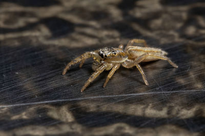 Close-up of spider on wood