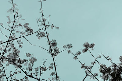 Low angle view of bare tree against clear blue sky