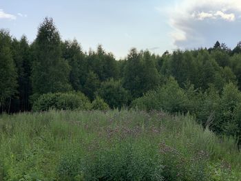 Trees growing on field against sky