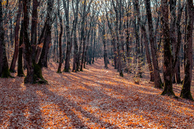 Trees in forest during autumn