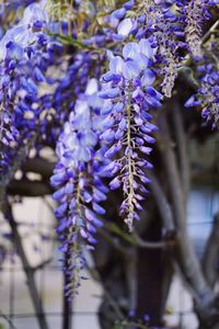 Close-up of purple flowers