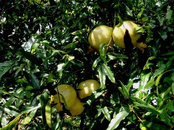 Close-up of apple growing on tree