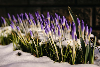 Close-up of purple flowers