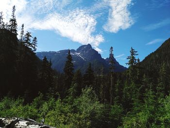 Scenic view of forest against sky