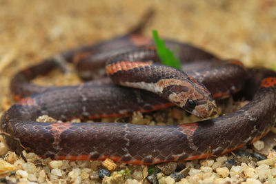 Close-up of snake