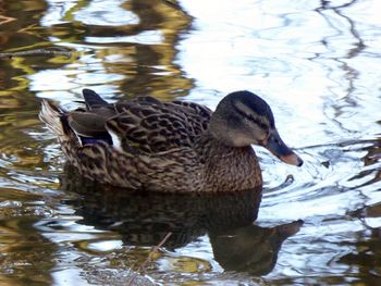 Mallard ducks swimming in lake