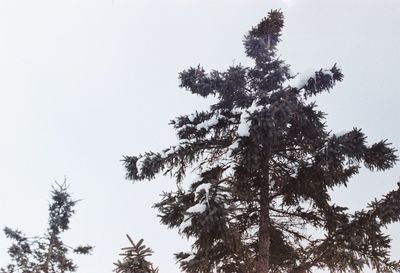 Low angle view of tree against sky