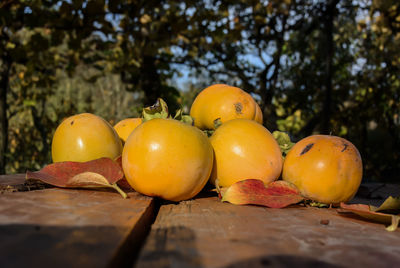 Close-up of fruits on tree