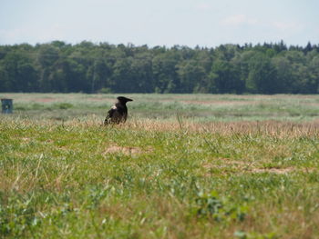 Horse in a field