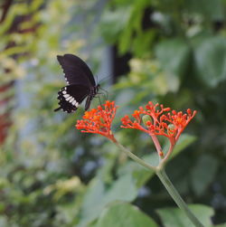 Close-up of butterfly pollinating on flower