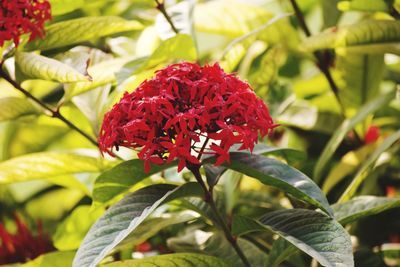 Close-up of red flowering plant