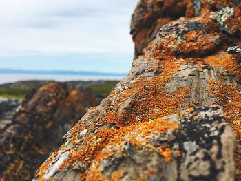 Close-up of lichen on rock
