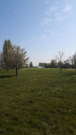 Trees on field against sky