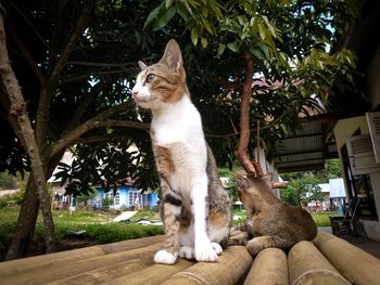 Two cat sitting on the bamboo chair