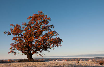 Tree on field against clear sky