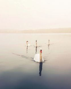Birds on a lake