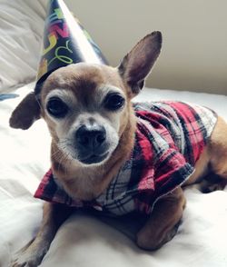 Portrait of dog relaxing at home