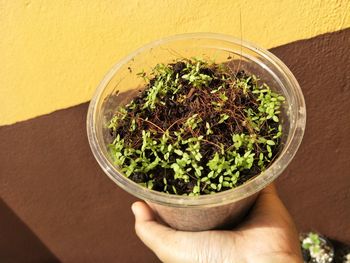 High angle view of potted plant in bowl