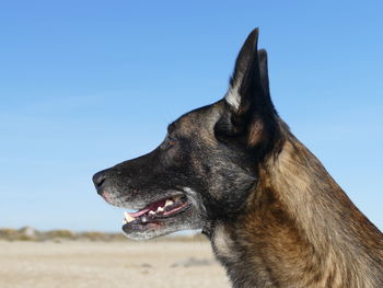 Portrait of a malinois dog on the beach