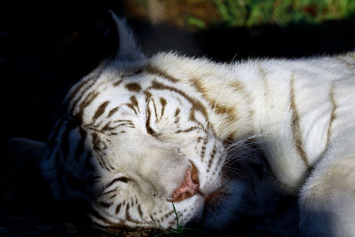 Close-up of white tiger