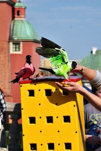 Close-up of multi colored bird