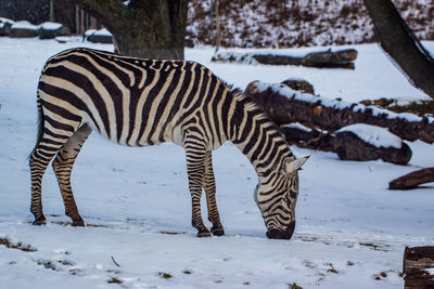 Zebra standing on snow covered land