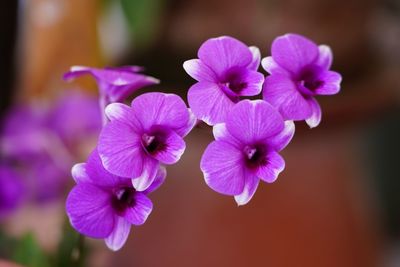 Close-up of purple flowering plants