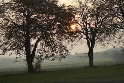 Trees in forest