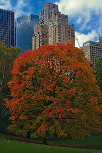 Low angle view of tree by building against sky