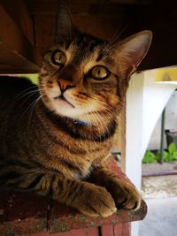 Close-up portrait of a cat