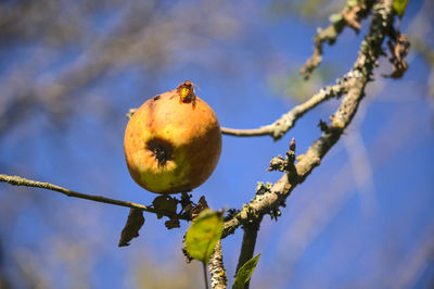 Low angle view of fruit growing on tree against sky