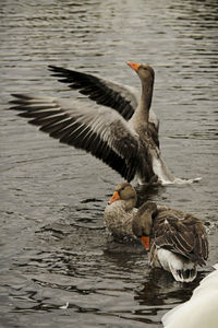 Duck swimming on lake