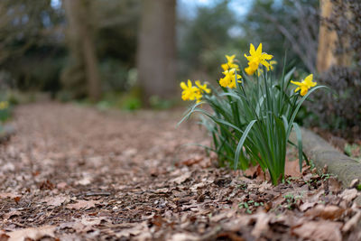 Close-up of yellow flowering plants on land